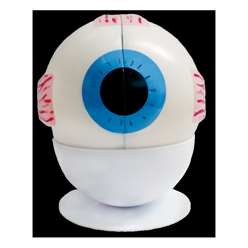 MAQUETA OJO HUMANO