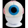 MAQUETA OJO HUMANO