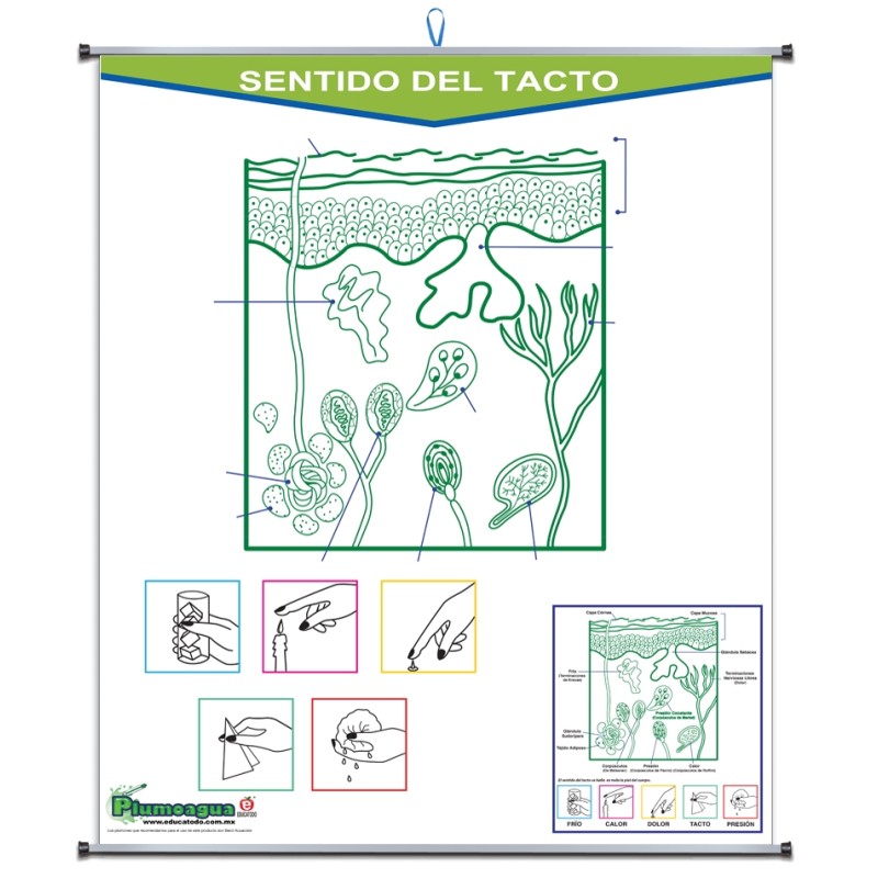 PLUMOAGUA SENTIDO DEL TACTO
