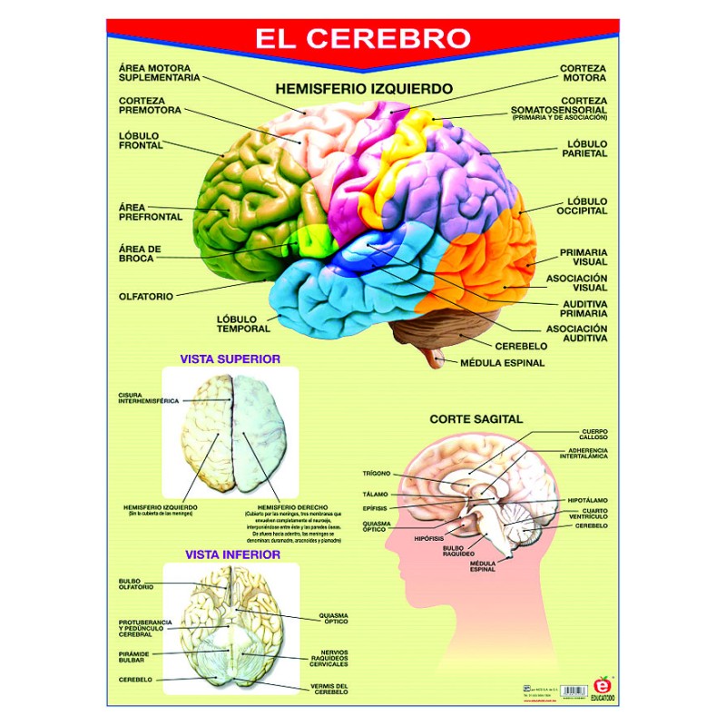 POSTER EL CEREBRO