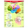 POSTER EL CEREBRO