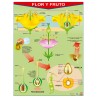 POSTER FLOR Y FRUTO / FRUTAS