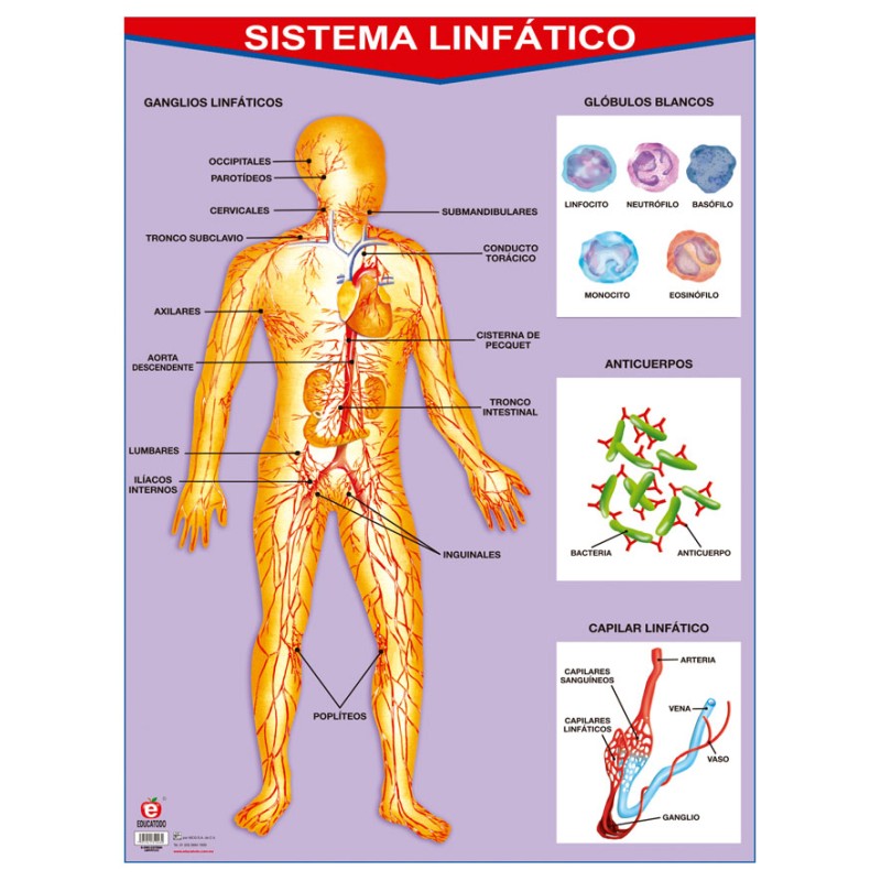 POSTER SISTEMA LINFATICO