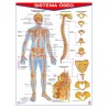 POSTER SISTEMA OSEO C/B