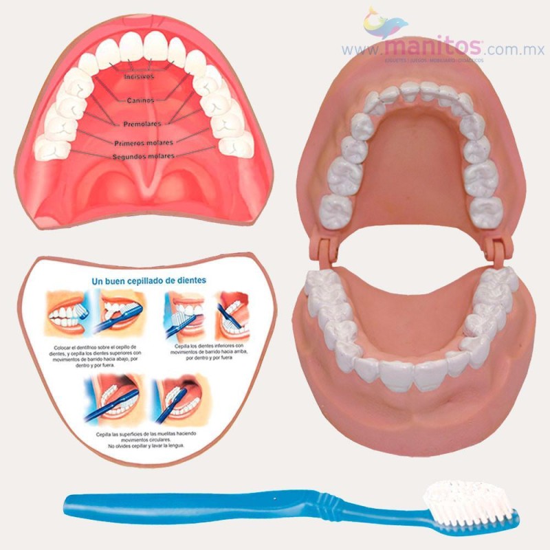 H DENTADURA EDUCATIVA