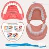 H DENTADURA EDUCATIVA